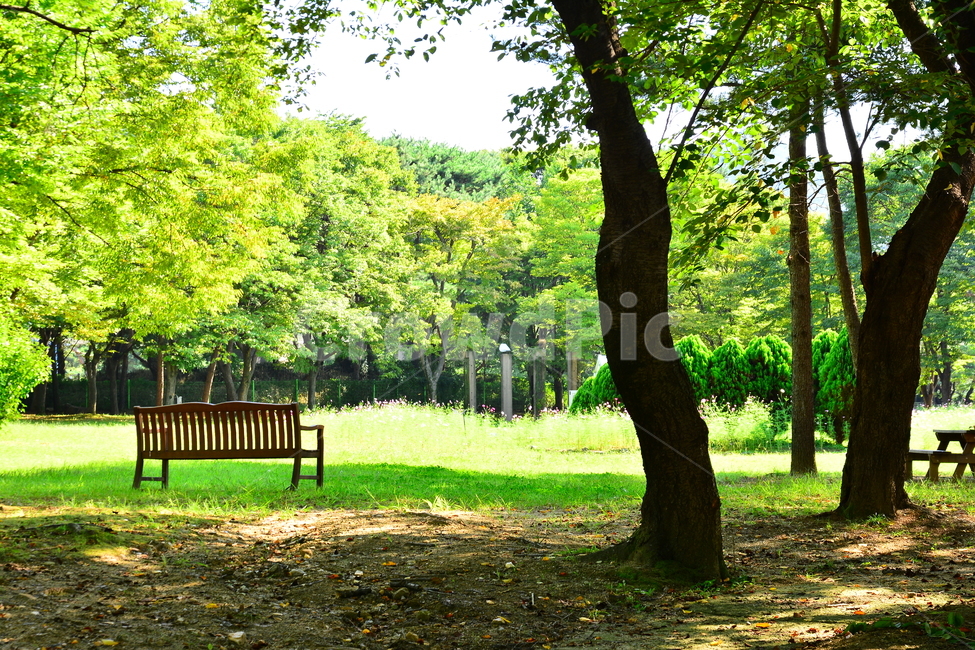 힐링,벤치,나무의자,휴식,쉼터,명상,평온,고요,인적없는,의자,빈자리,꽃,잔디밭,초록,healing,relaxation,rest,restarea,풀밭,정원,가든,garden,앞마당,앞뜰,나무,숲속,자연,풍경,환경,소나무,수목,그린,green,plants,bench,자연,풍경,nature,landscape,plant,식물,tree
