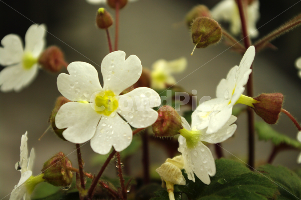 꽃,flower,식물,color,하얀,식물,자연,plants,nature,꽃,flower