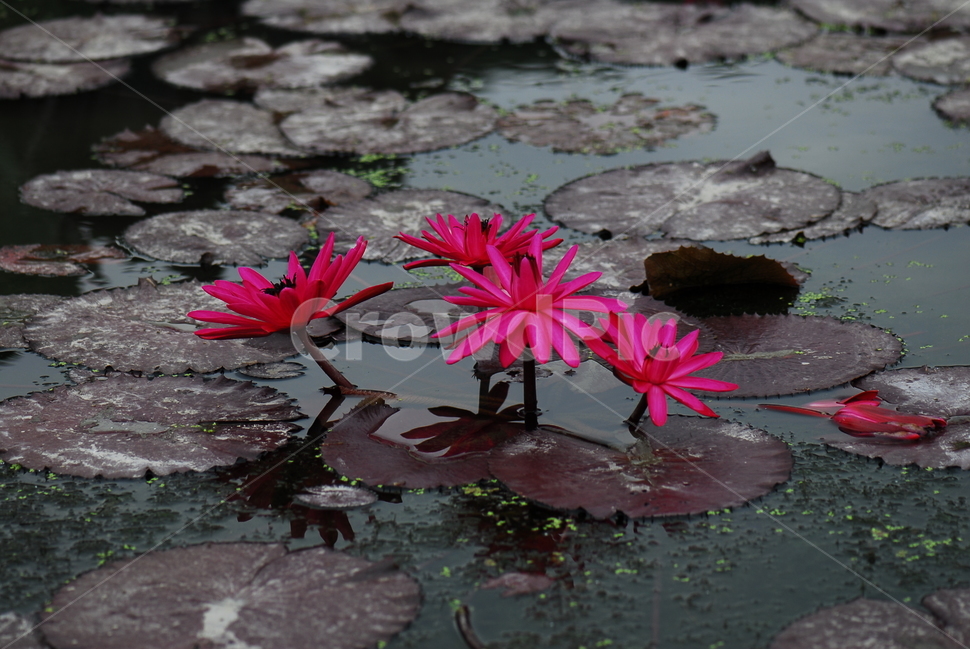 꽃,연꽃,관곡지,불교,여름,식물,자연,plants,nature,꽃,flower