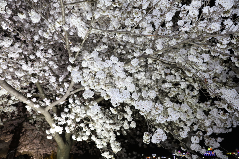 꽃,벚꽃,야경,봄,나무,자연,풍경,배경,밤,새싹,분홍,핑크,korea,flower,nature,봄,계절,spring,season,식물,자연,plants,nature,꽃,flower,plant,blossom,cherry blossom