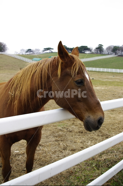 말,목장,종마,동물,울타리,동물,animal,포유류,mammal,산업,industry,industrial,목축업,목장,livestock farming,ranching,pasture