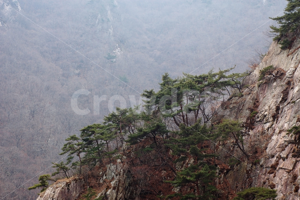 자연,산,계룡산,소나무,등산,하이킹,니콘,자연,풍경,nature,landscape,outdoors,옥외