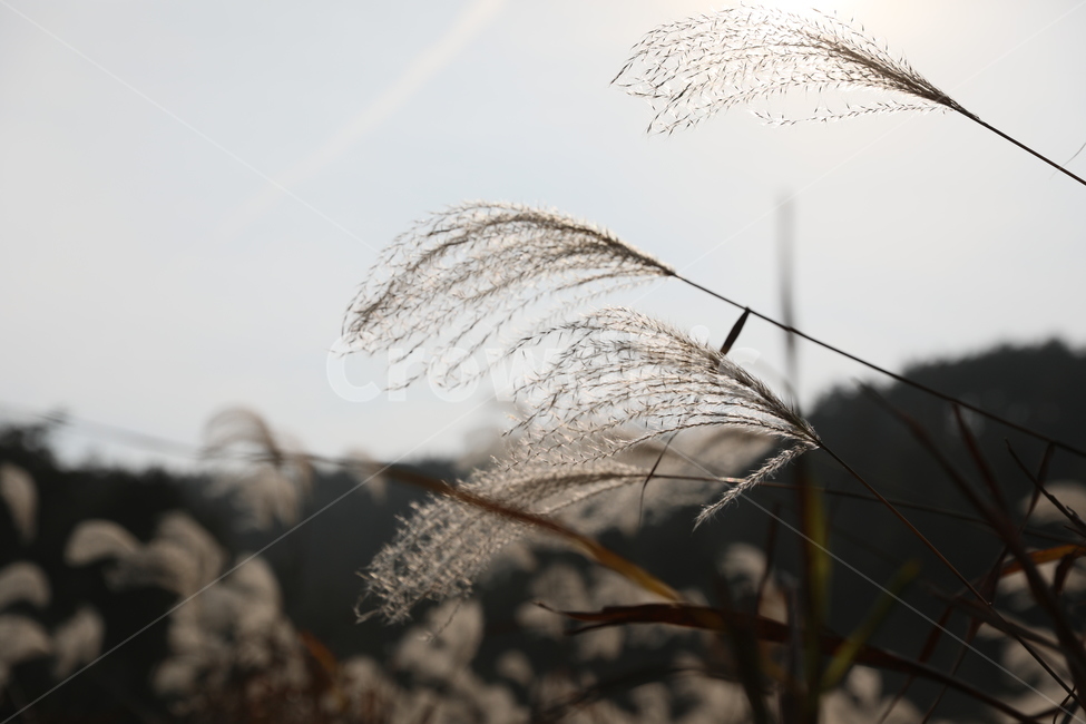 가을,억새,풍경,식물,자연,가을,계절,fall,autumn,season,식물,자연,plants,nature,grass,잔디,plant,lawn,reed,갈대