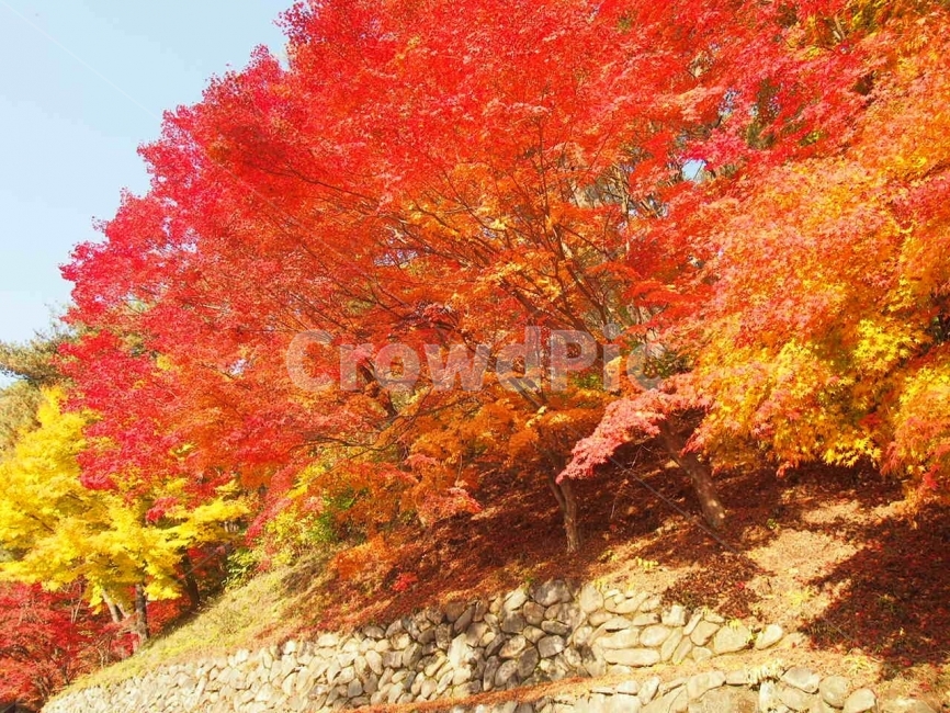 가을,단풍,은행,화사함,자연,가을,계절,fall,autumn,season,자연,풍경,nature,landscape,tree,나무,plant,식물,maple