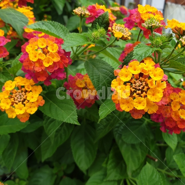 꽃,식물,자연,flower,plant