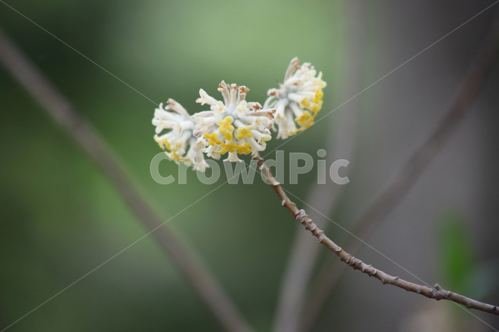삼지닥나무,꽃,삼지닥나무꽃,봄,paperbush