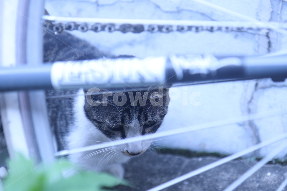 고양이,자전거,바퀴,하얀색,벽,cat