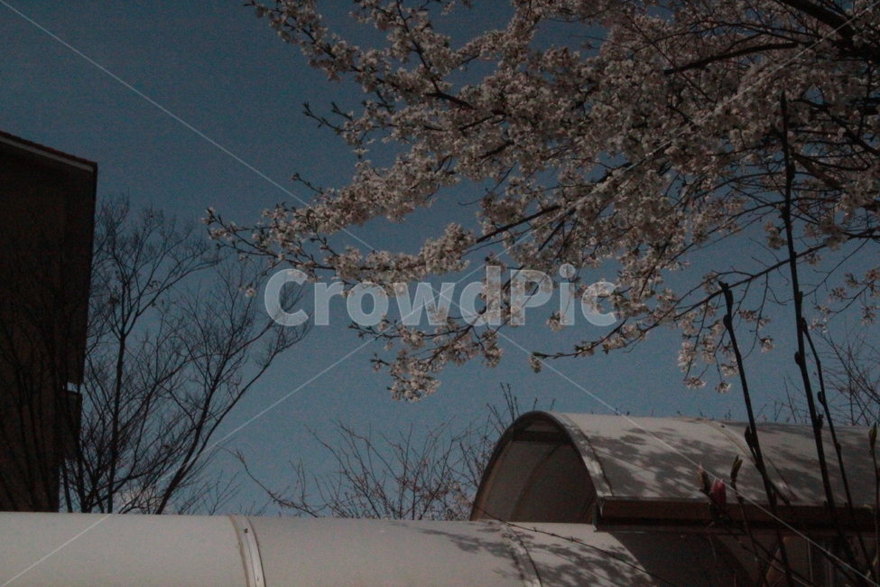 꽃,벚꽃,나무,flower,봄,노이즈,spring,tree,식물,자연,plants,nature,꽃,flower