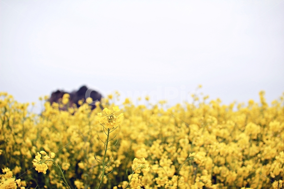 유채꽃,꽃,노란색,꽃밭,풍경,flower,yellow,plant,봄풍경,봄,계절,spring,season,자연,풍경,nature,landscape,식물