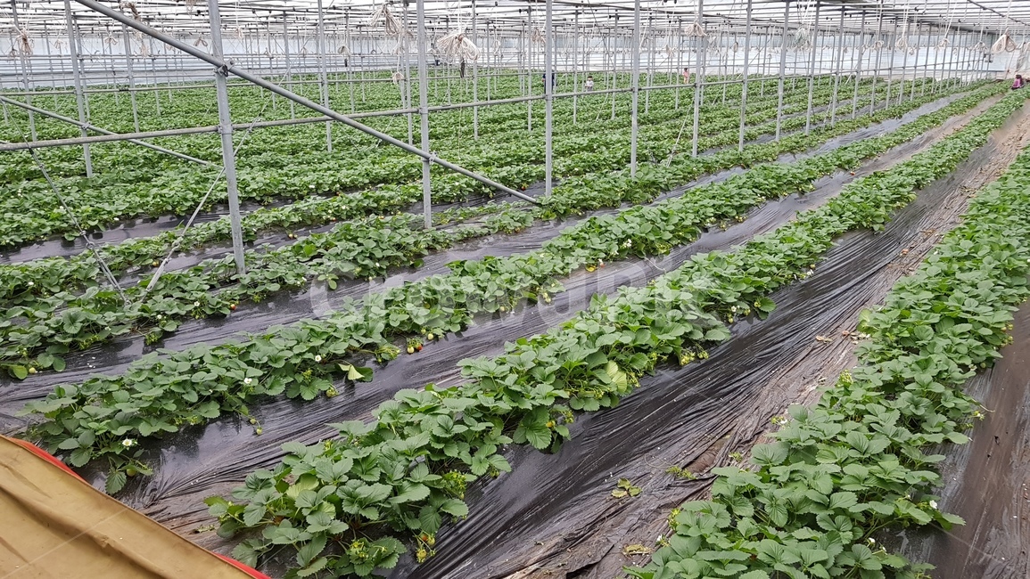 딸기농장,딸기,농사,딸기농사,자연,과일,열매,fruit,농업,농사,agriculture,farming,farming industry