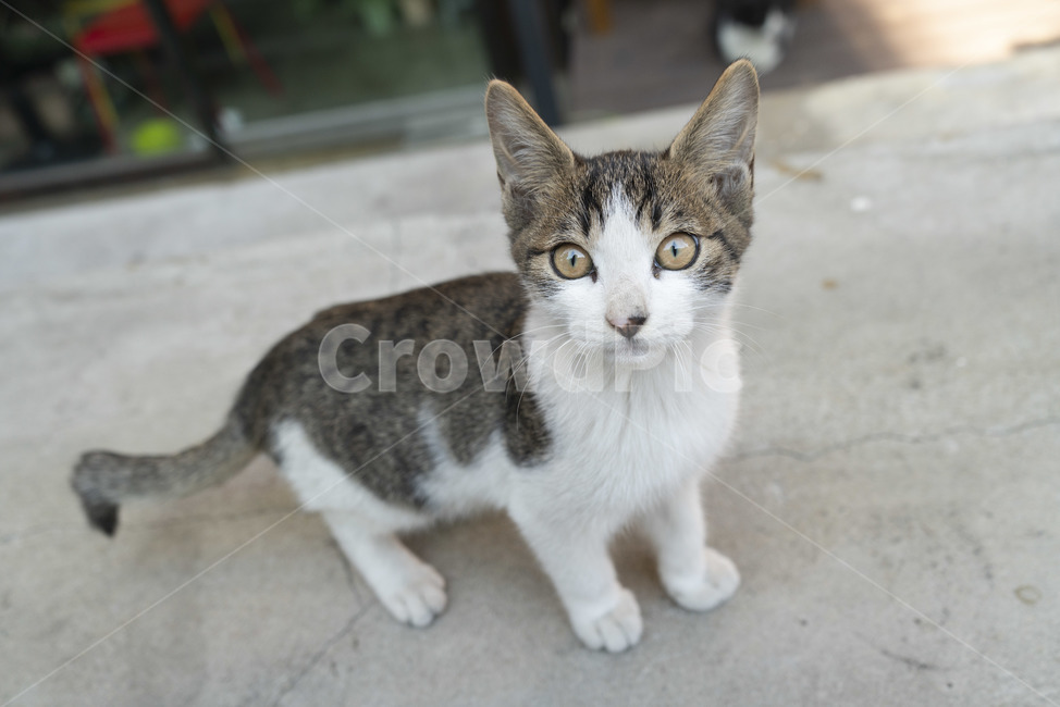 고양이,길고양이,동물,귀여운,아기고양이,코숏,동물,animal,포유류,mammal,고양이,cat,kitten,kitty