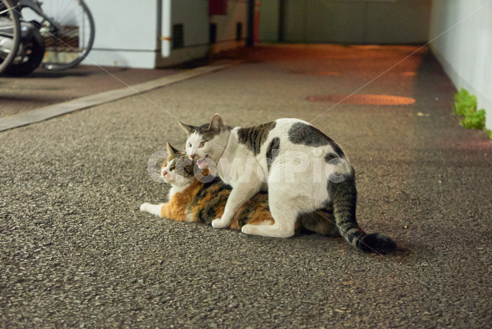 고양이,cat,pet,animal,동물,포유류,mammal,번식,교미,sex,얼룩고양이,길고양이,커플,짝짓기,life,catsex,짤,mating,동물,animal,포유류,mammal,고양이,cat,kitten,kitty