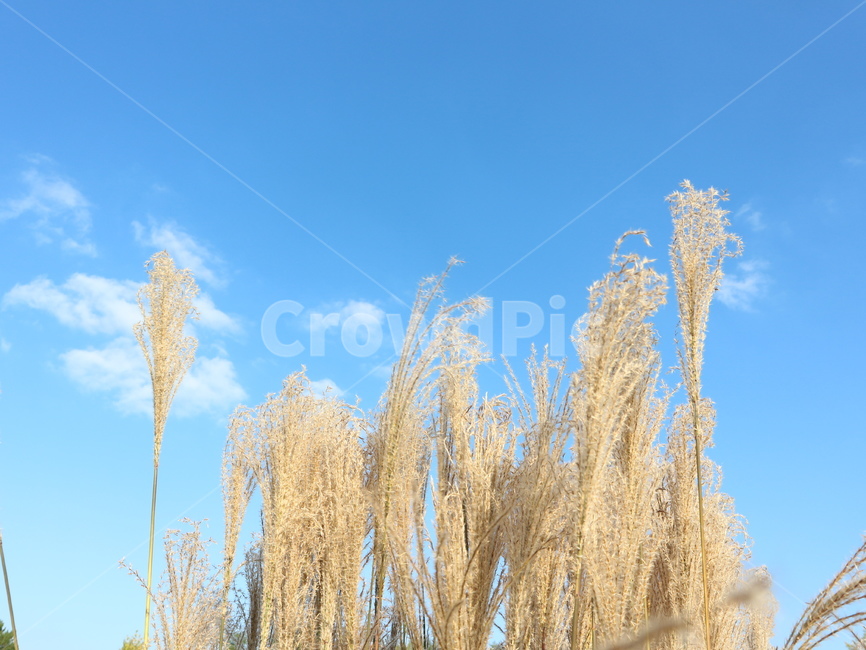 plant,식물,grass,억새,풀,가을,가을풍경,식물,자연,plants,nature
