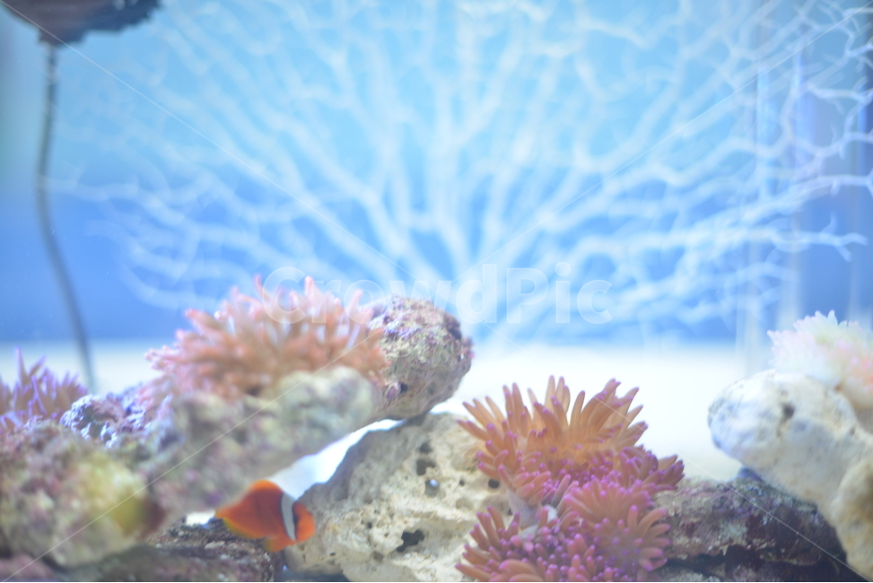 물고기,수족관,어항,산호초,아쿠아리움,어류,물고기,fish