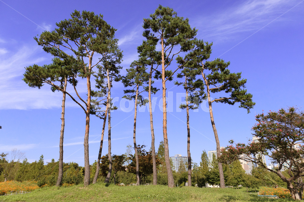 outdoors,옥외,nature,자연,flower,꽃,blossom,상동호수공원,plant,식물,tree,나무,treetrunk,나무줄기