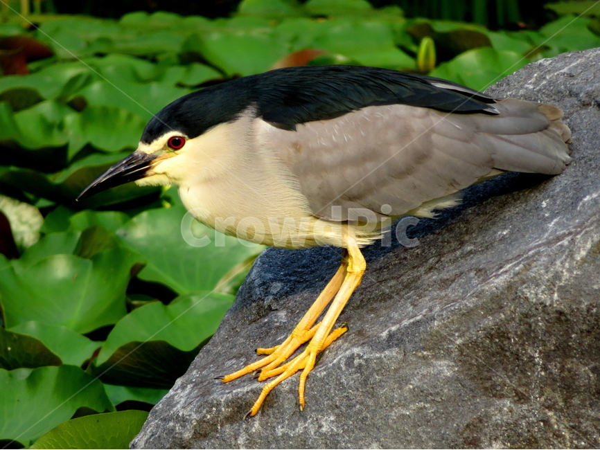 새,동물,식물,꽃,자연,풍경,동물,animal,조류,새,birds