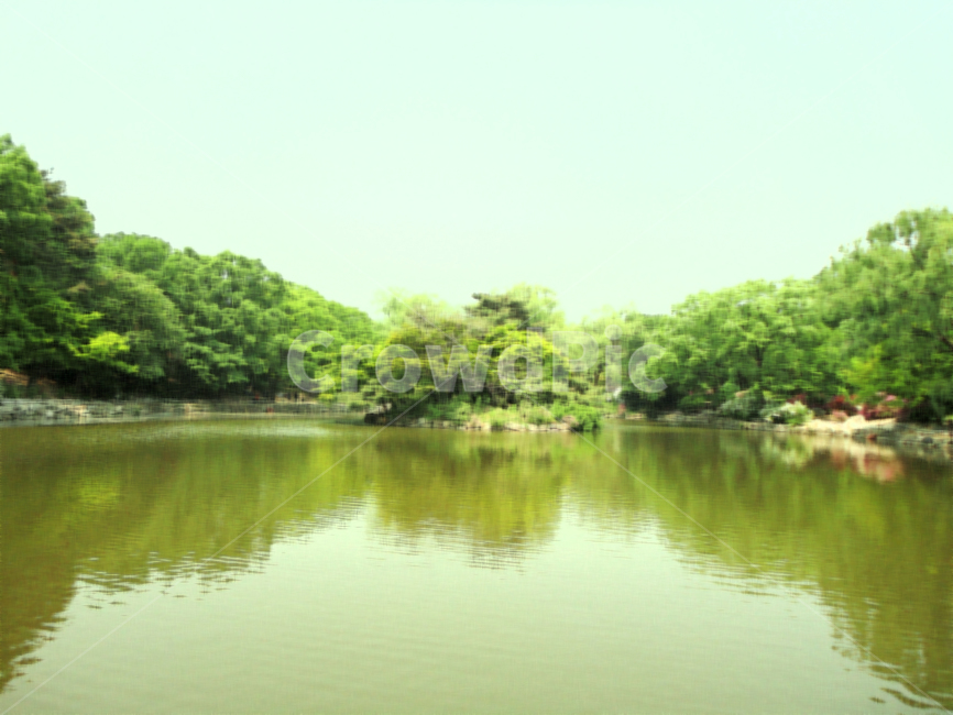 창경궁,풍경화,풍경,나무,연못,식물,plant,자연,초록색