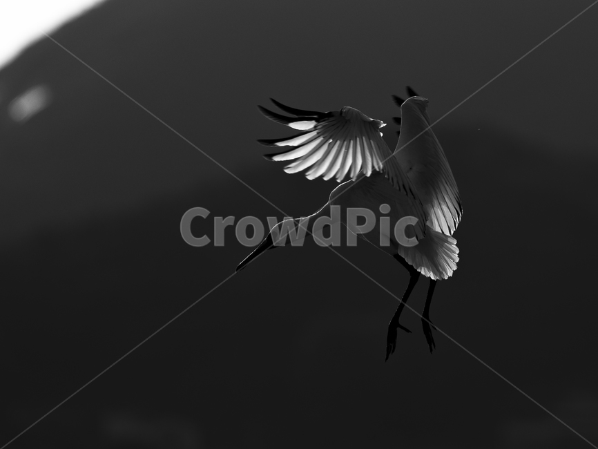 animal,동물,bird,새,flying,저어새,blackfacedspoonbill,spoonbill,날다,흑백,동물,animal,조류,새,birds,흑백,모노톤,monochrome,black and white