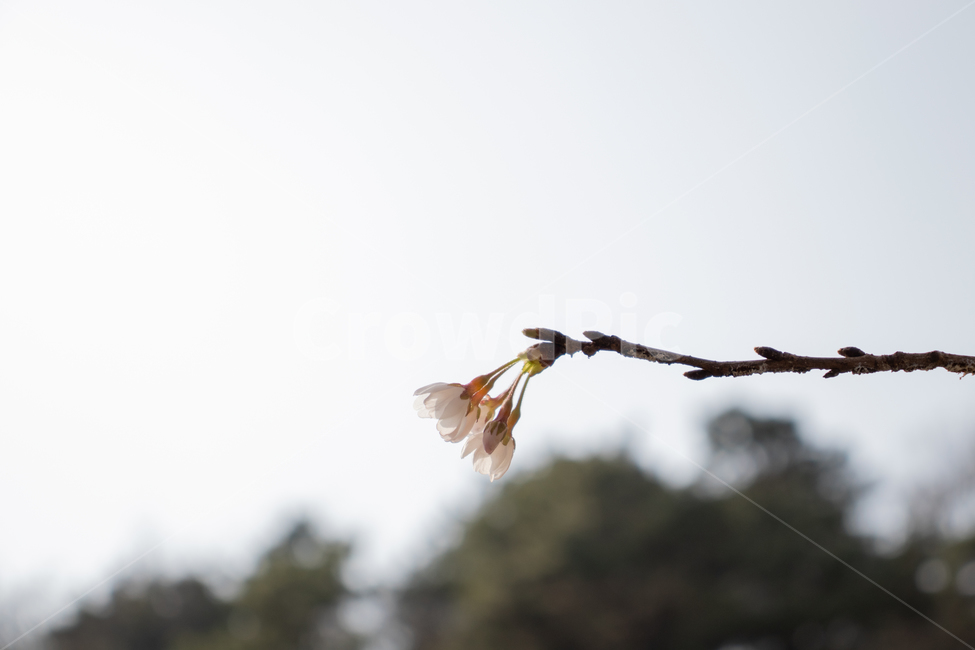 plant,식물,나무,flower,꽃,blossom,tree