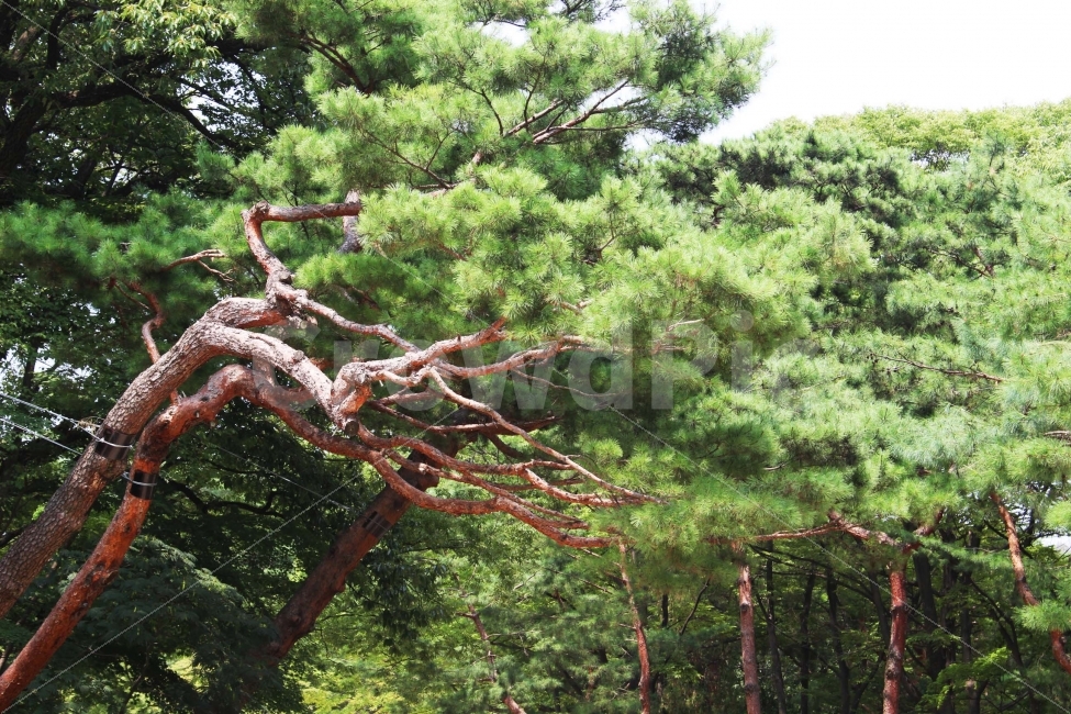 하늘,나무,식물,자연,야외,공원,정원,풍경,소나무,침엽수,가지,줄기,햇빛,햇살,초록,초록색,식물,자연,plants,nature,풍경,landscape,tree,plant,tree trunk,나무 줄기