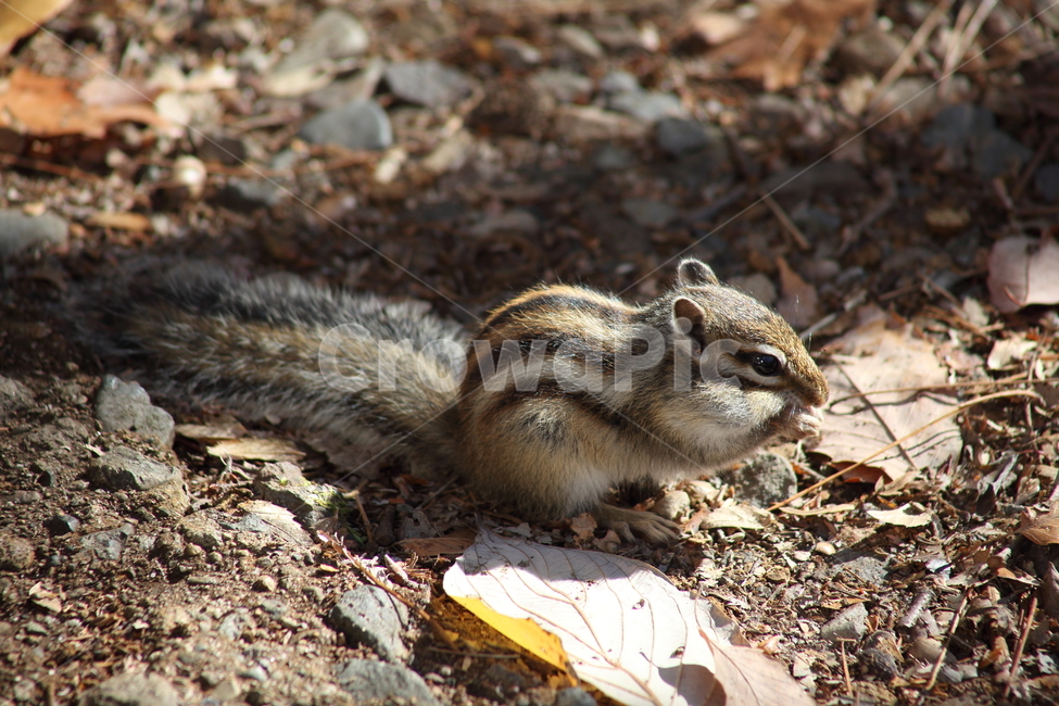 야생동물,다람쥐,줄무늬다람쥐,동물,squirrel,chipmunk,한국다람쥐,Siberianchipmunk,동물,animal,포유류,mammal