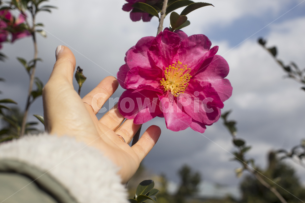 동백꽃,동백나무,동백,꽃,카멜리아,식물,사람,손,식물,자연,plants,nature,꽃,flower,신체일부,몸,body