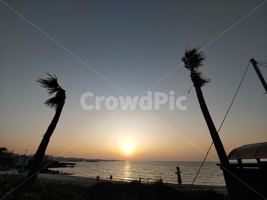 야자수,바다,해변,하늘,노을,일몰,제주도