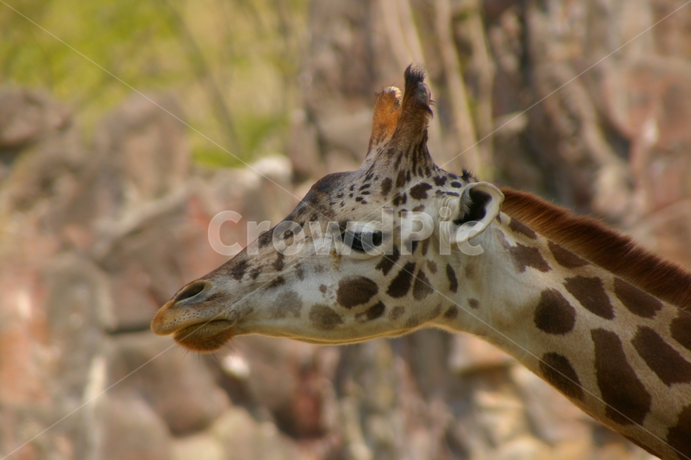 동물,animal,giraffe,mammal,포유류,기린,동물,animal,포유류,mammal