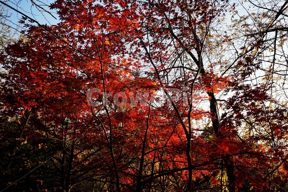 가을,단풍,단풍나무,붉은색,자연,화려함,가을풍경,autumn,fall,autumnleaves,plant,nature,계절,나무,븕은색,maple,red,season,colorful,느낌,감성,trees,branches,울긋불긋,자연autumn,mapletree,가을,계절,fall,autumn,season,식물,자연,plants,nature,leaf,잎,tree