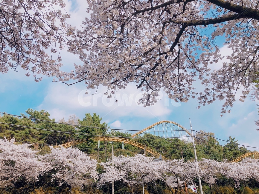 벚꽃,봄,벚꽃나무,봄날,맑은날