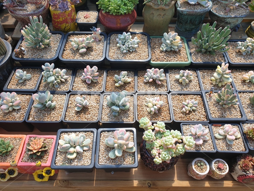 방울복랑금무지,방울복랑금,금무늬,방울복랑,다육이,다육이종류,실내용화초,화분,화초,house plant