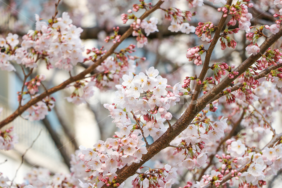 꽃,flower,자연,식물,blossom,cherryblossom,봄,계절,spring,season
