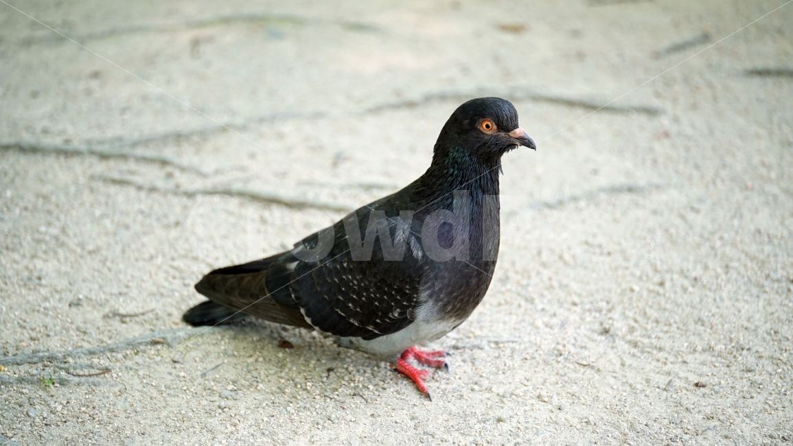 비둘기,새,조류,동물,자연,animal,bird,landscape,풍경,평화,여유,dove,pigeon,nature,생명,한국자연,snap,스냅,클로즈업,closeup,동물,animal,조류,새,birds