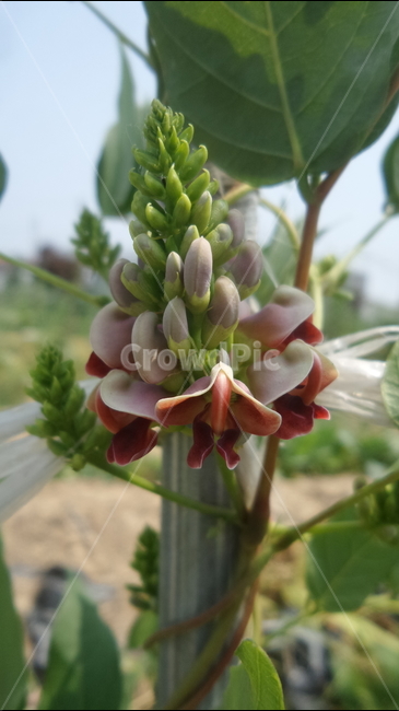 인디언감자,아피오스,다년생콩과,콩감자,보랏빛꽃,식물,자연,plants,nature