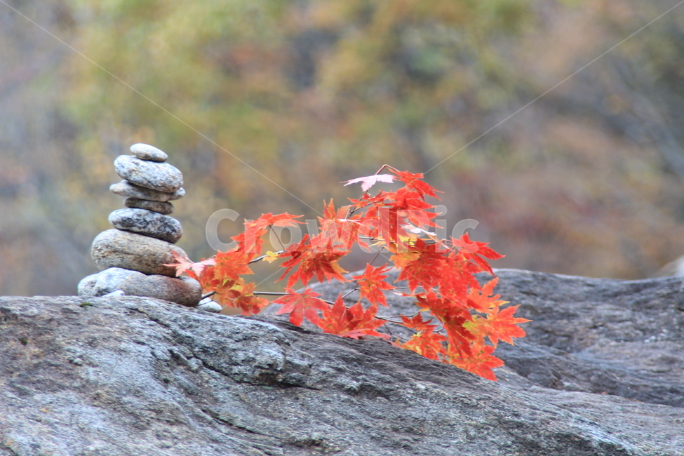 가을,단풍,피아골,풍경,바위,가을,계절,fall,autumn,season,plant,식물,leaf,잎,tree,나무