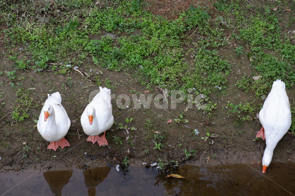 bird,새,animal,동물,오리,동물,animal,조류,새,birds