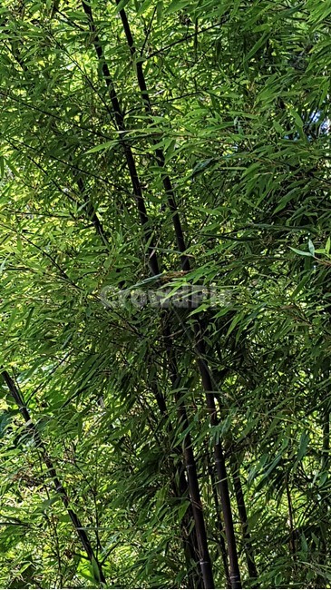 숲,대나무,자연,시원함,여름,계절,휴식,산책,한국,풍경,forest,bamboo,natrue,cool,summer,season,rest,walking,walk,korean,korea,scenery,식물,자연,plants,nature