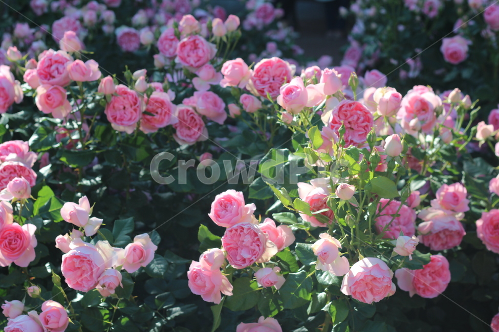 장미축제,장미꽃,장미,꽃,rose,flower,beaturiful,봄꽃,화려한,분홍장미,pinkrose,식물,자연,plants,nature,꽃,flower