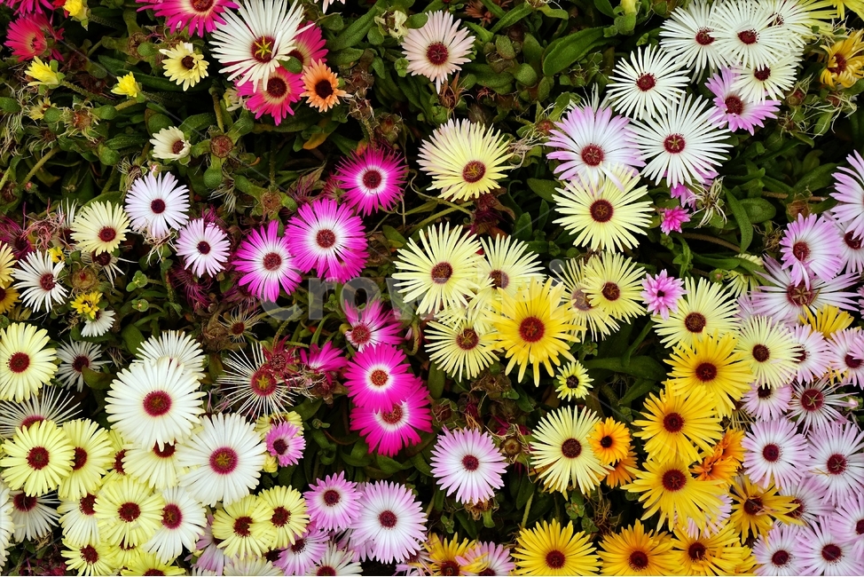 꽃,향기,아름다움,보라색,자연,flower,bloom,plant,naturejavascriptvoid(),beautiful,식물,자연,plants,nature,꽃,flower