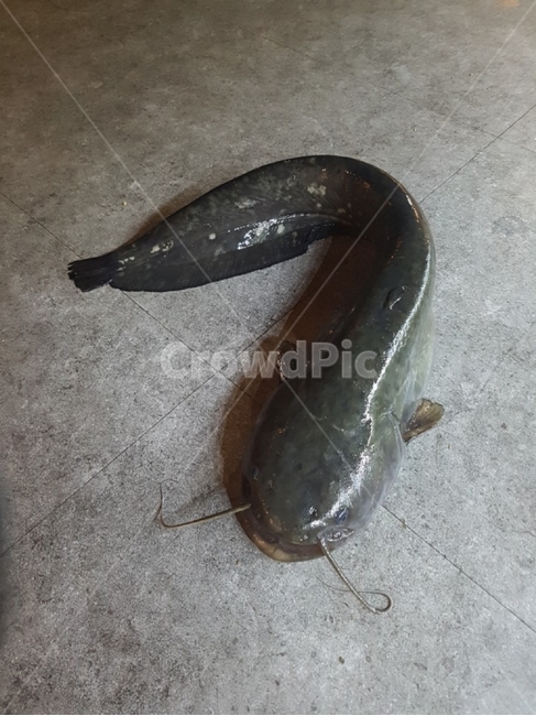 물고기,메기,생선,어류,큰메기
