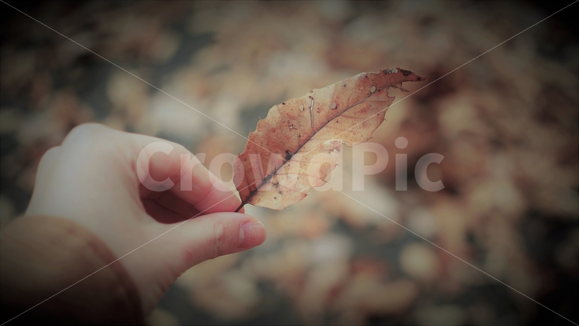 가을,나무,자연,단풍,낙엽,김성,손,나뭇잎,식물,잎사귀,필름,가을,계절,fall,autumn,season,식물,자연,plants,nature,사람,인물,인간,human,person,신체일부,몸,body,감성,sensible,feeling,leaf,잎,plant