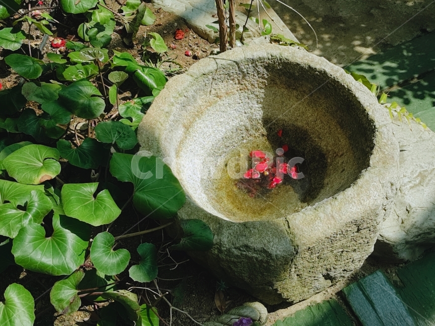 붉은꽃잎,꽃잎,풀,고여있는물,초록식물,감성,실내용화초,화분,화초,house plant