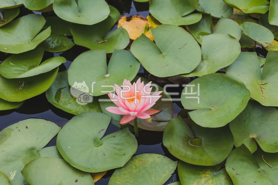 연꽃,연꽃잎,연못,분홍연꽃,꽃,plant,blossom