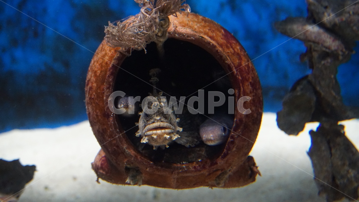 물고기,어류,수족관,동물,헤엄,수조,fish,아쿠아리움,동물,animal,어류,물고기,fish