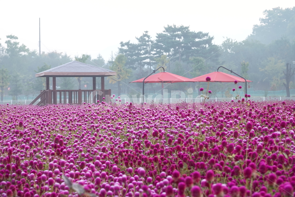 plant,식물,꽃밭,꽃,아침,원두막,천일홍,천막