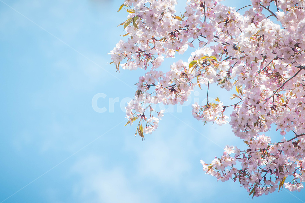 벚꽃,하늘,봄,꽃,감성,분홍,하늘색,cherryblossom,sky,spring,flower