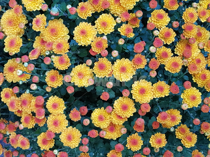 황국,가을꽃,국화,꽃,노란꽃