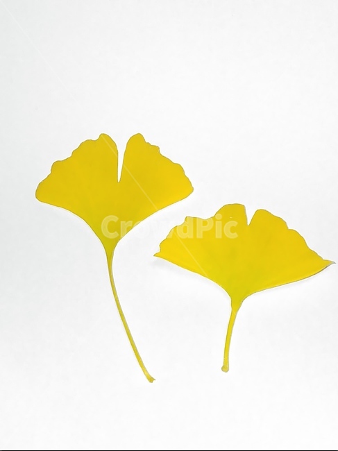 가을,단풍,나뭇잎,단풍잎,낙엽,잎,leaf,식물,나무