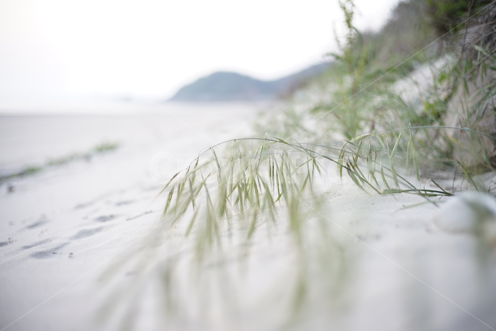 바닷가,풀잎,모래풀,안면도바닷가,감성,자연,outdoor,문밖풍경,여름해수욕장,자연,풍경,nature,landscape,해변,바다,beach,sea,plant,식물,grass,잔디