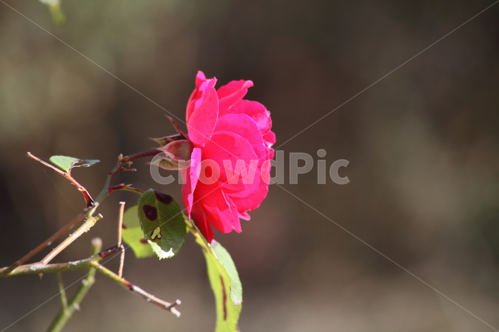 장미,꽃,식물,정원수,rose,식물,자연,plants,nature,꽃,flower